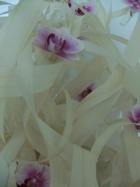 Wood curls and orchids Wood curls and orchids