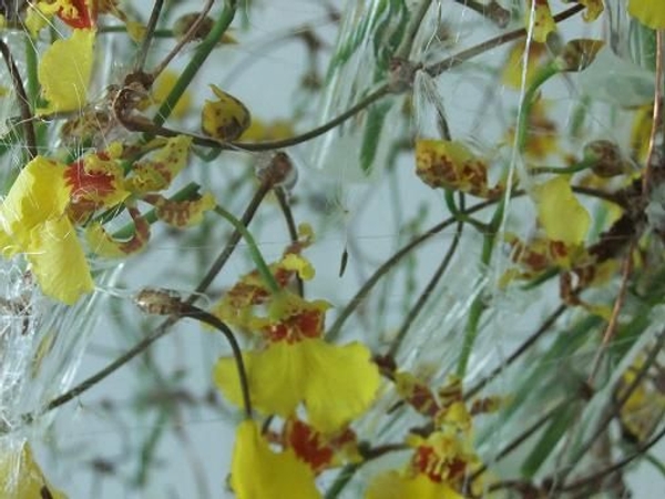 Close up of the cherry twig cocoon