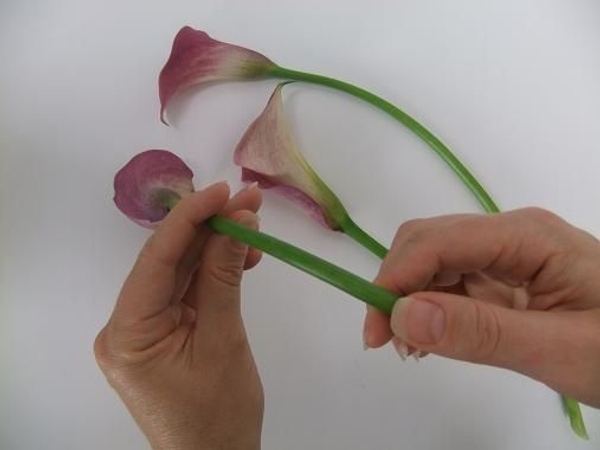 Curving calla lilies stems Curving calla lilies stems