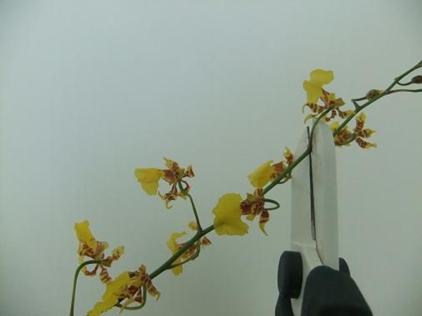 Cut oncidium orchids into short sections Cut oncidium orchids into short sections