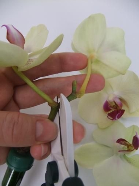 Cutting the orchid from the stem Cutting the orchid from the stem