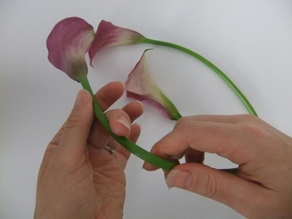 Gently curve the calla stems Gently curve the calla stems