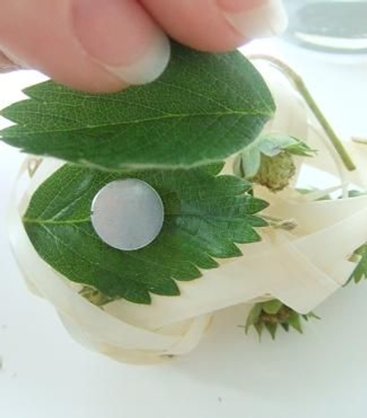Glue the magnet between the leaves Glue the magnet between the leaves