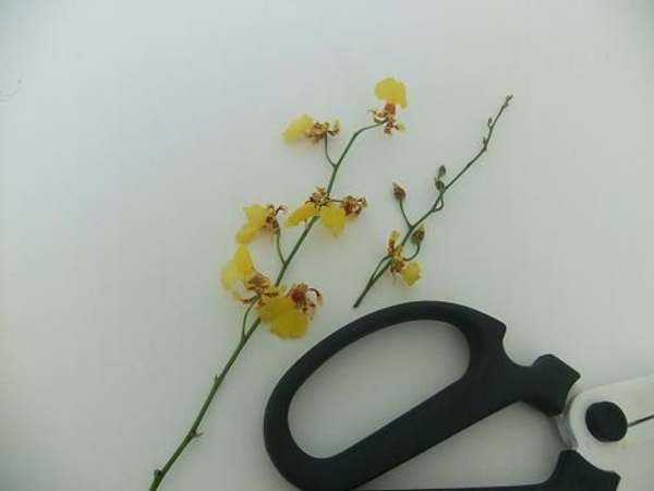 Oncidium orchids cut short Oncidium orchids cut short