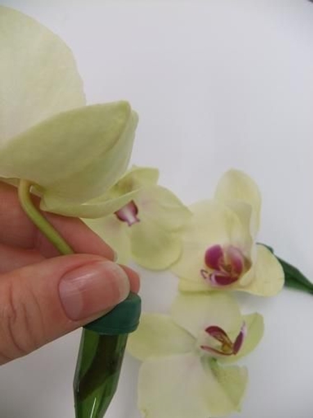 Orchid in a test tube ready to design with Orchid in a test tube ready to design with