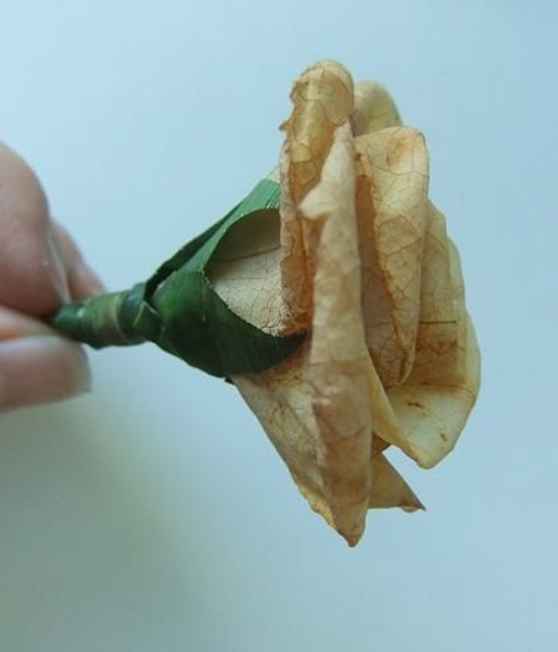 Cut and glue 5 sepals from lily grass Cut and glue 5 sepals from lily grass
