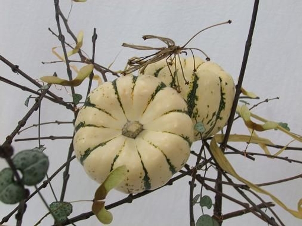 Pumpkins and twig and leaf insect Pumpkins and twig and leaf insect