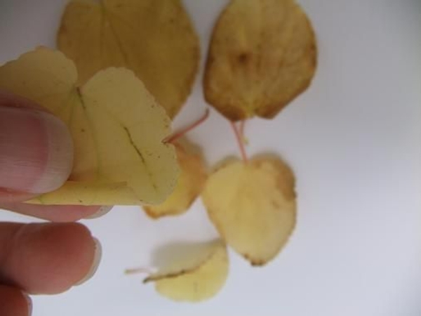 Roll leaves into rose petals Roll leaves into rose petals