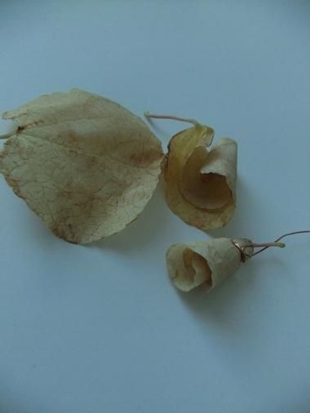 Start folding the leaf rose Start folding the leaf rose