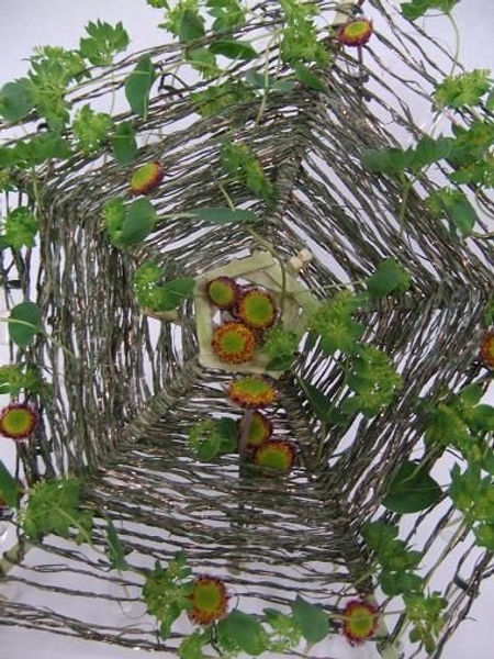 Bupleurum curl around the parasol Bupleurum curl around the parasol