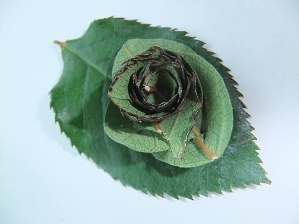 Rose leaf 1 Rose leaf 1