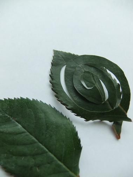 Rose leaf corsage Rose leaf corsage