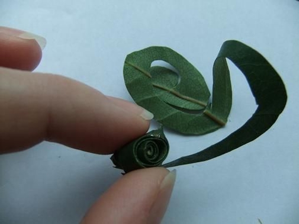 Rose leaf roll Rose leaf roll