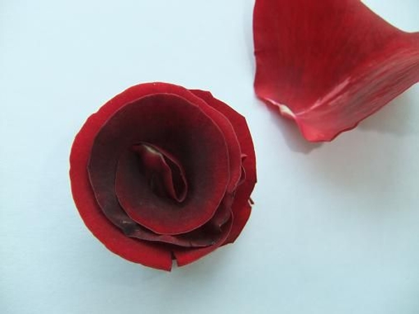 Rose petal