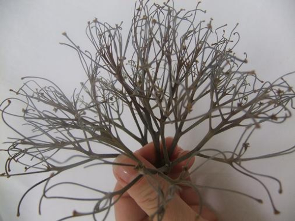 Dried Hydrangea flower twigs