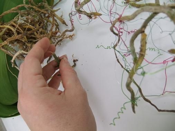 Weave in the healthy roots from Phalaenopsis orchid plants Weave in the healthy roots from Phalaenopsis orchid plants