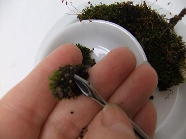 Clean clumps of moss to remove the dirt without damaging the spores Clean clumps of moss to remove the dirt without damaging the spores