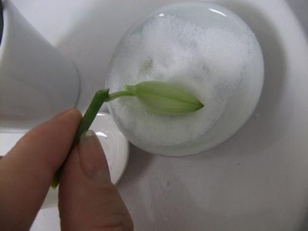 Dip the closed bud in the sugar Dip the closed bud in the sugar