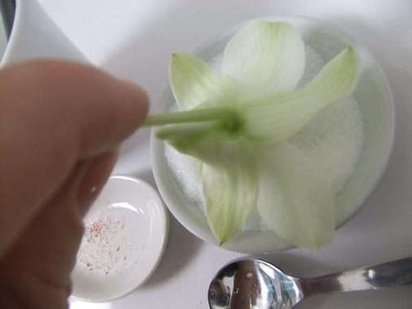 Gently press the orchid into the sugar Gently press the orchid into the sugar