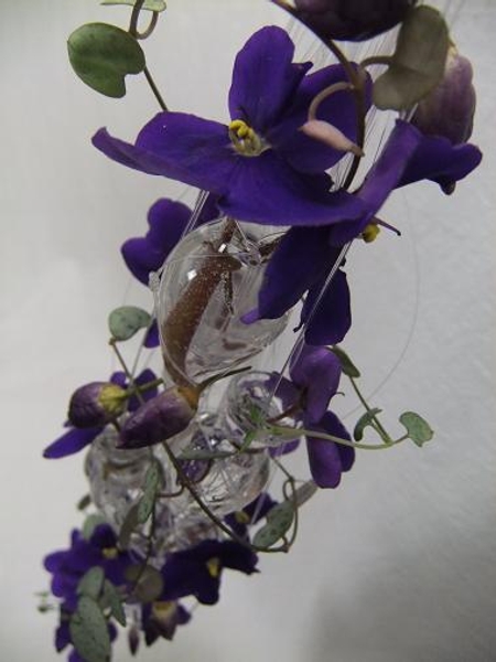New Years Eve celebration with African violets, ornamental capsicum and rosary vine New Years Eve celebration with African violets, ornamental capsicum and rosary vine