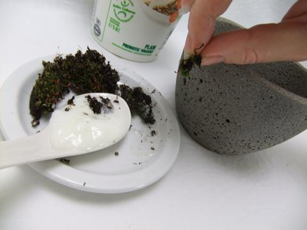 Paint the cement pot with yogurt using the moss as a brush