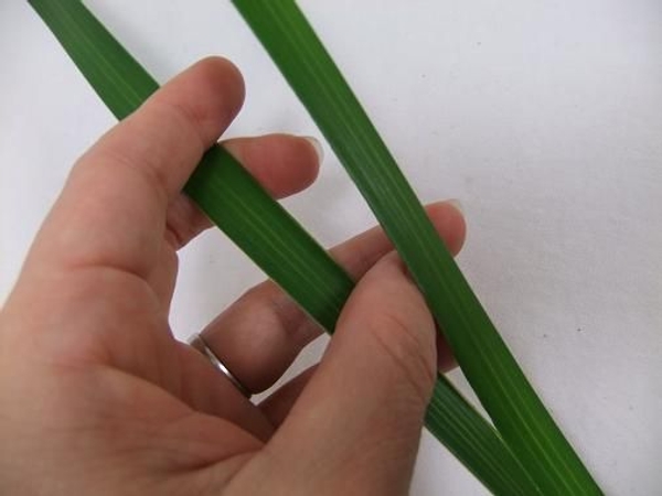 Split the palm leaf in two Split the palm leaf in two