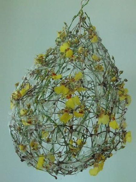 Oncidium - Dancing lady Oncidium - Dancing lady