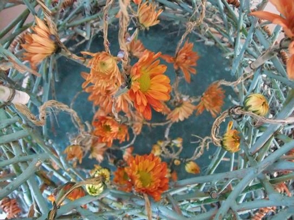 Chrysanthemum - Chrysanthemum or "mums" Chrysanthemum - Chrysanthemum or "mums"