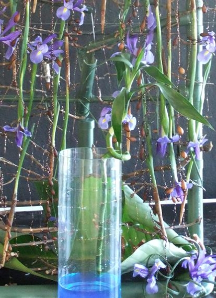Dracaena sanderiana - Lucky Bamboo, Ribbon Dracaena, Belgian Evergreen, Ribbon Plant Dracaena sanderiana - Lucky Bamboo, Ribbon Dracaena, Belgian Evergreen, Ribbon Plant