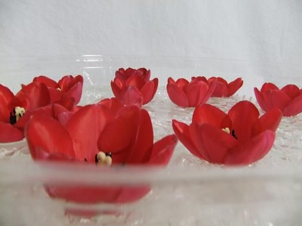 Floating Tulips Floating Tulips