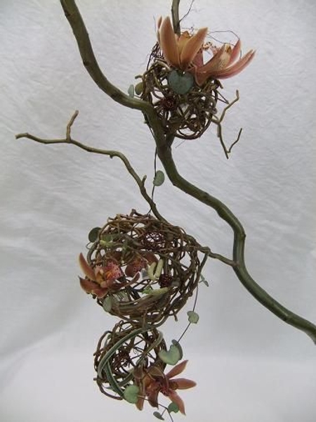 Salix matsudana "Tortuosa" - Curly Willow, Chinese Willow, Tortured Willow, Globe Willow, Dragon's Claw, Hankow Willow Salix matsudana "Tortuosa" - Curly Willow, Chinese Willow, Tortured Willow, Globe Willow, Dragon's Claw, Hankow Willow