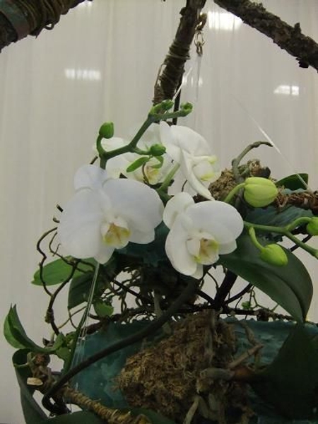 Phalaenopsis - Phalaenopsis, Moth orchid Phalaenopsis - Phalaenopsis, Moth orchid