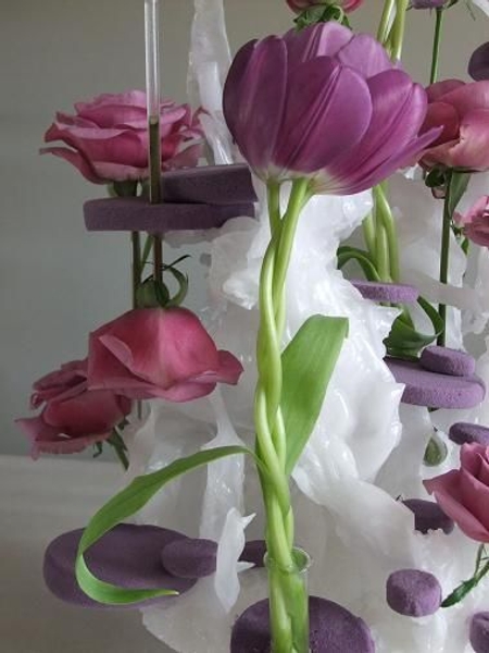 Tulipa - Tulip Tulipa - Tulip