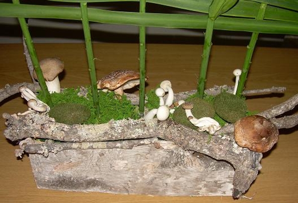 Lentinula edodes - Shiitake Mushrooms Lentinula edodes - Shiitake Mushrooms