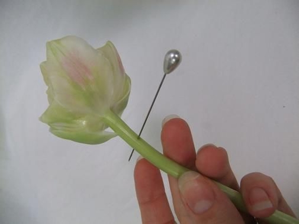 With a corsage pin, prick a wound through the stem of the tulip- just below the base of the flower head. This will create a wound and the tulip will focus on sealing the wound rather than on growth. With a corsage pin, prick a wound through the stem of the tulip- just below the base of the flower head. This will create a wound and the tulip will focus on sealing the wound rather than on growth.