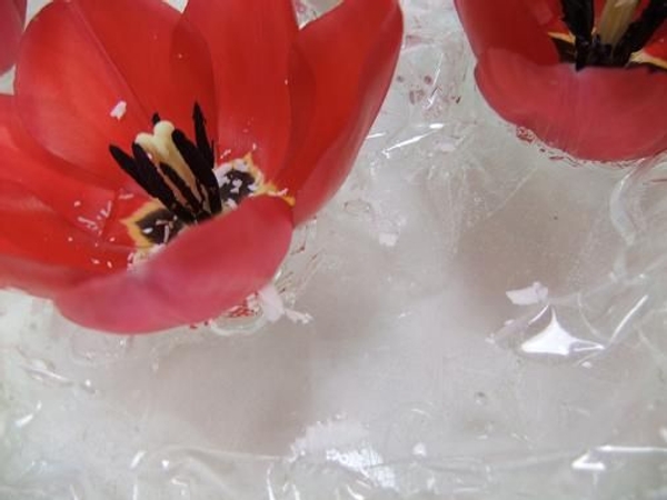 Tulips float on water Tulips float on water