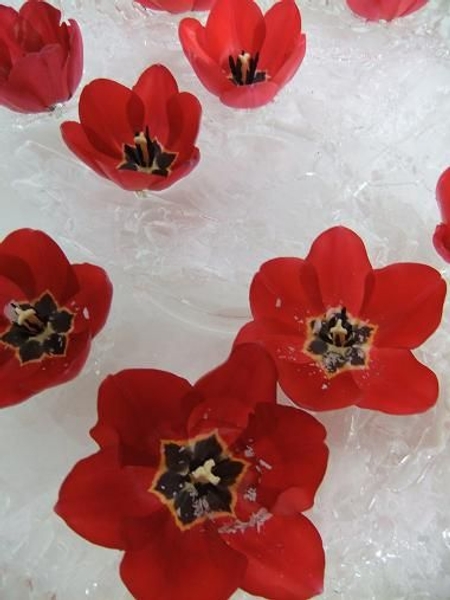 Winter frost and ice tulips Winter frost and ice tulips