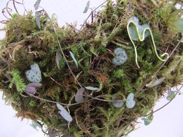 Ceropegia woodii will root and grow inside the heart . Ceropegia woodii will root and grow inside the heart .