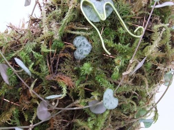 Hang the moss heart outside in the shade to continue to grow. Hang the moss heart outside in the shade to continue to grow.