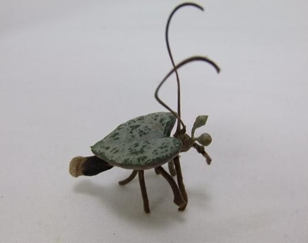 Love bug with a pine body, seeded Eucalyptus eyes and a heart shaped rosary vine (ceropegia woodii) body Love bug with a pine body, seeded Eucalyptus eyes and a heart shaped rosary vine (ceropegia woodii) body