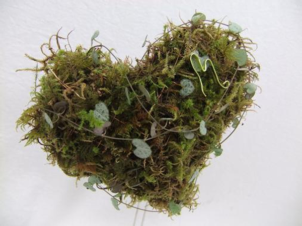 Growing moss heart for Valentines Day