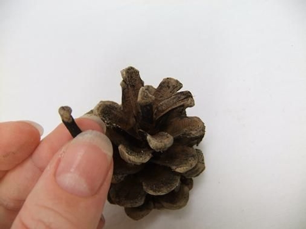 Pine forms the head and body of the love bug. Pine forms the head and body of the love bug.