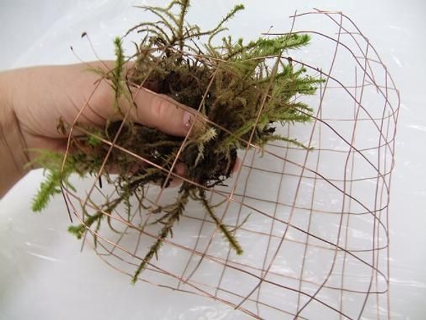 Place moss in the wire mesh frame. Place moss in the wire mesh frame.