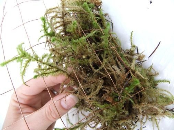 Press the moss to create a firm shape for the plants to grow in. Press the moss to create a firm shape for the plants to grow in.