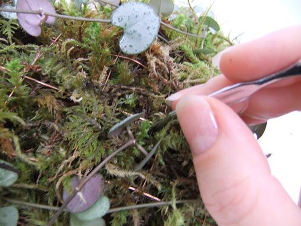 Push the rosary vine (ceropegia woodii) stems deep into the wet moss with a nail cuticle pusher