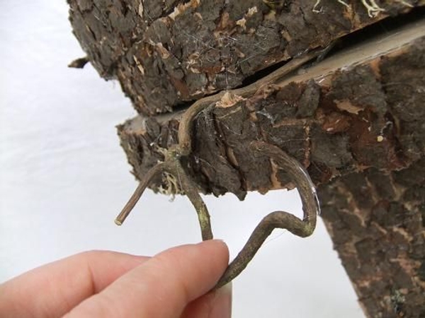 Add a few twigs to the log disks Add a few twigs to the log disks