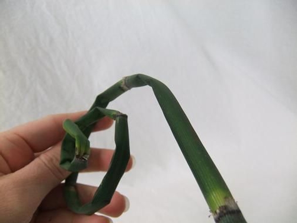 Continue curling the Equisetum to create dimention. Continue curling the Equisetum to create dimention.