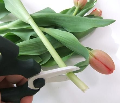Where to cut Tulips to condition Where to cut Tulips to condition
