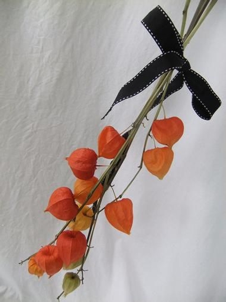 Drying Physalis (Chinese lanterns) . Drying Physalis (Chinese lanterns) .