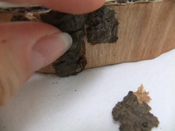 Glue the bark chips to the paper log Glue the bark chips to the paper log